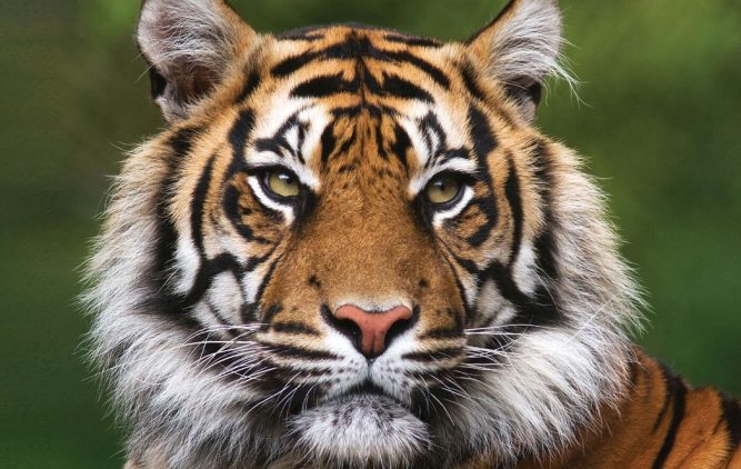 बर्दियाबाट ल्याइएको पाटेबाघ चिडियाखानामा रमाउन थाल्यो