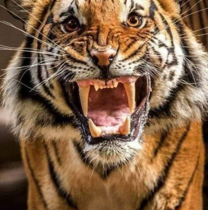 नवलपुरमा अझै नियन्त्रणमा आएन नरभक्षी बाघ