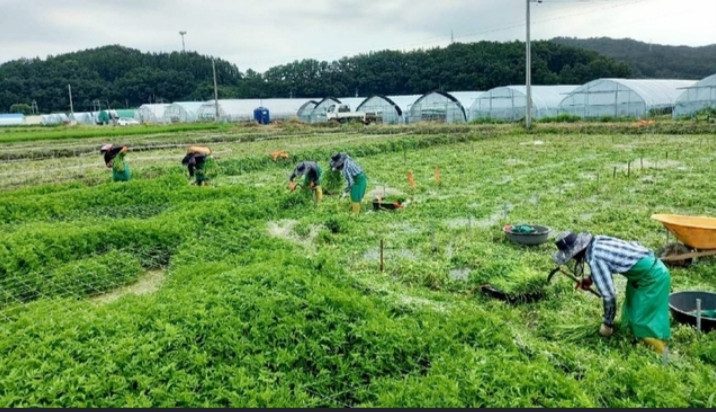 ठूलो संख्यामा कामदार लैजादै कोरिया,कावासोती पनि प्रारम्भिक छनोट सुचिमा