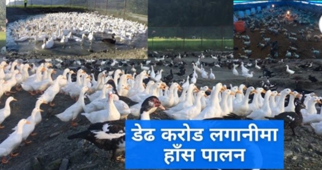 ओहो ! कस्तो रहर लाग्दो हाँसपालन